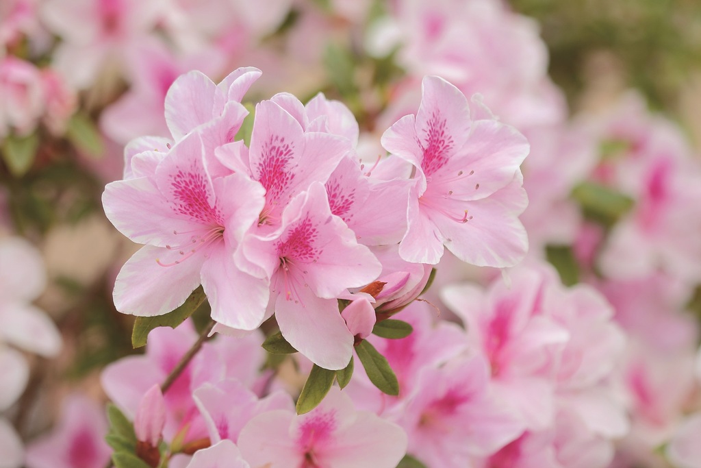พวงหรีดดอกไม้สดไว้อาลัยโทนสีชมพู